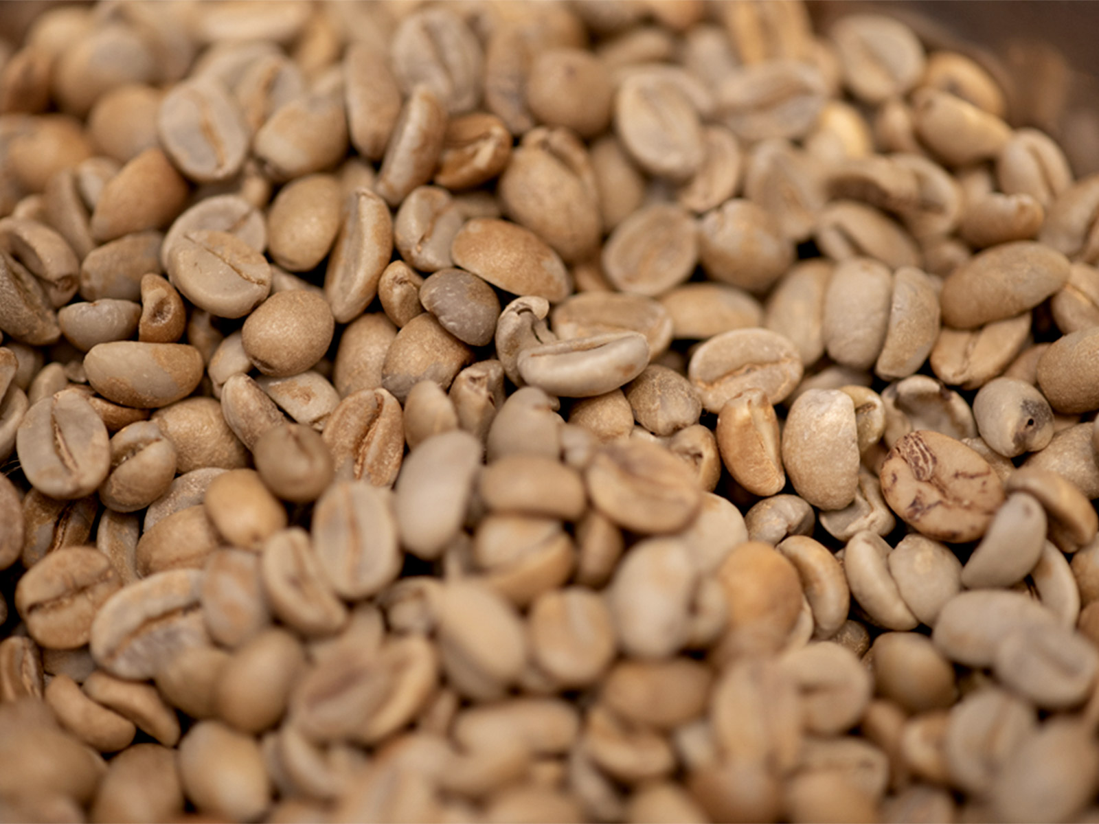平らなコーヒー豆と、まん丸のコーヒー豆。 | yaunn | 毎日使うモノのことを知る、選ぶ力を磨く。